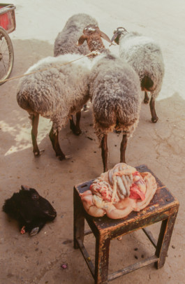 WernerHaug_photographys