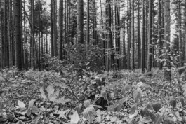 WernerHaug_photographys