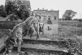 WernerHaug_photographys